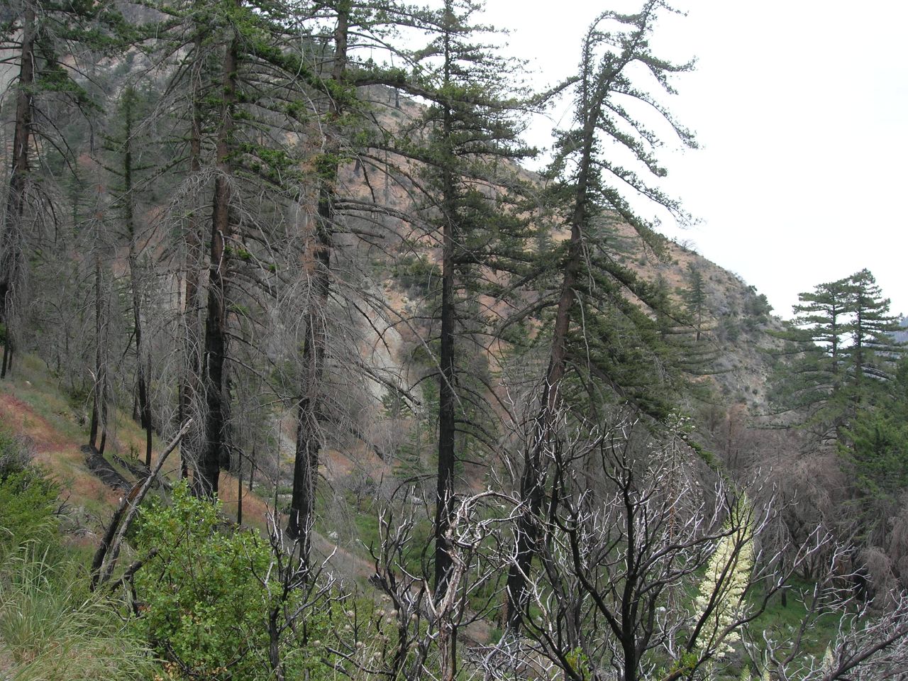Dumpster Rental Lytle Creek, CA